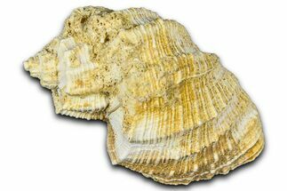 Miocene Fossil Nutmeg Snail (Trigonostoma) Shell - France #365474