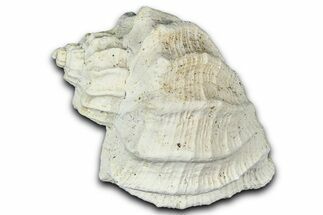 Miocene Fossil Nutmeg Snail (Trigonostoma) Shell - France #365480
