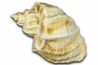 Miocene Fossil Nutmeg Snail (Trigonostoma) Shell - France #365483