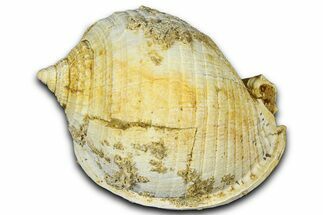Miocene Fossil Sea Snail (Semicassis) Shell - France #365490