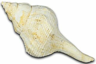 Miocene Fossil Sea Snail (Euthriofusus) Shell - France #365547