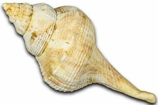 Miocene Fossil Sea Snail (Euthriofusus) Shell - France #365549