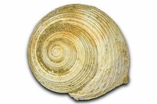 Miocene Fossil Sea Snail (Oxystella) Shell - France #365569
