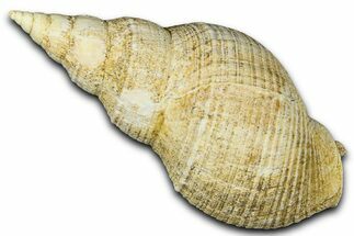 Miocene Fossil Sea Snail Shell - France #365576