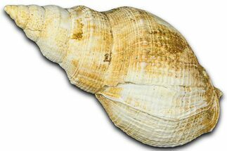 Miocene Fossil Sea Snail Shell - France #365577