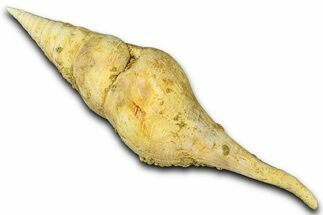 Miocene Fossil Sea Snail Shell - France #365579