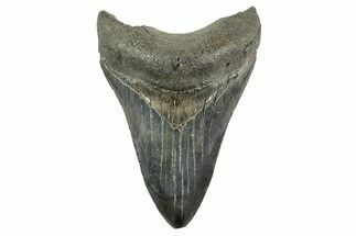 Fossil Megalodon Tooth - South Carolina #365776