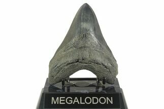 Fossil Megalodon Tooth - South Carolina #365802
