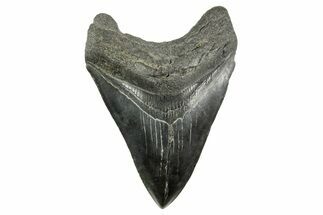 Fossil Megalodon Tooth - South Carolina #365803