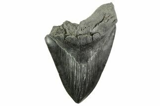 Partial Fossil Megalodon Tooth - Serrated Blade #365808