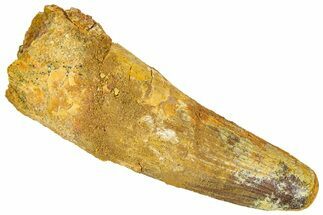 Fossil Spinosaurus Tooth - Feeding Worn Tip #365615