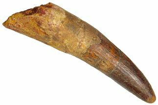Fossil Spinosaurus Tooth - Real Dinosaur Tooth #365627