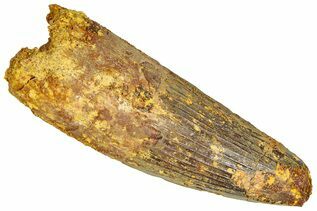Spinosaurus Teeth For Sale