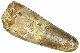 Real Fossil Spinosaurus Tooth - Feeding Worn Tip #365657