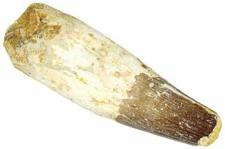 Real Fossil Spinosaurus Tooth - Feeding Worn Tip #365660