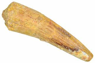 Fossil Spinosaurus Tooth - Real Dinosaur Tooth #366467