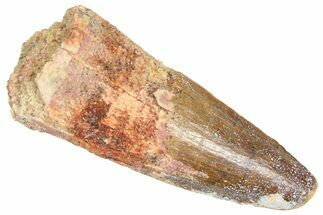 Fossil Spinosaurus Tooth - Real Dinosaur Tooth #366471