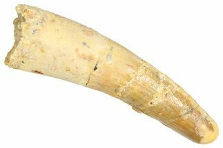 Fossil Spinosaurus Tooth - Feeding Worn Tooth #366475