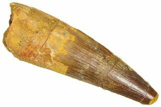Fossil Spinosaurus Tooth - Feeding Worn Tooth #366476
