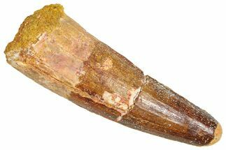 Fossil Spinosaurus Tooth - Feeding Worn Tooth #366489