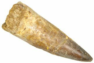 Fossil Spinosaurus Tooth - Real Dinosaur Tooth #366492