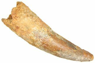 Fossil Spinosaurus Tooth - Real Dinosaur Tooth #366494
