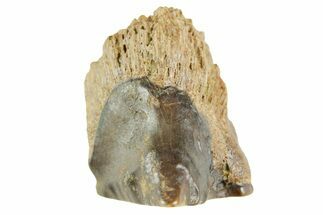 Fossil Triceratops Shed Tooth - Wyoming #364355