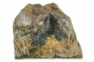 Fossil Triceratops Shed Tooth - Wyoming #364356
