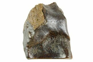 Fossil Triceratops Shed Tooth - Wyoming #364359