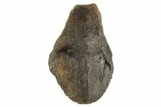 Unworn Sub-Adult Dinosaur (Triceratops) Tooth - Wyoming #364362