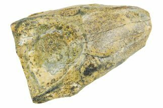 Fossil Triceratops Shed Tooth - Wyoming #364368