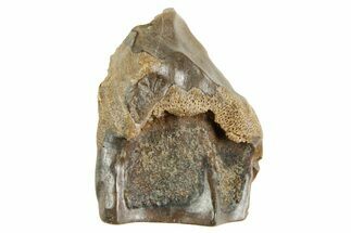 Fossil Triceratops Shed Tooth - Wyoming #364373