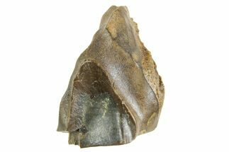 Fossil Triceratops Shed Tooth - Wyoming #364378