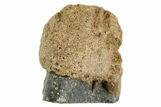 Fossil Triceratops Shed Tooth - Montana #364392