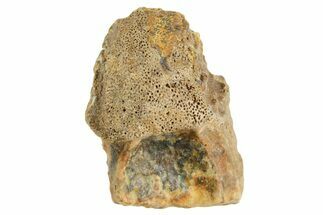 Fossil Triceratops Shed Tooth - Montana #364395