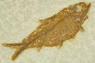 Detailed Fossil Fish (Knightia) - Wyoming #363893