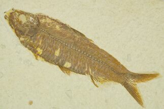 Detailed Fossil Fish (Knightia) - Wyoming #363894