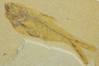 Detailed Fossil Fish (Diplomystus) - Wyoming #363899