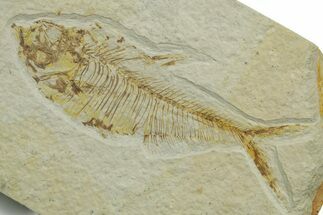 Fossil Fish (Diplomystus) - Wyoming #363907
