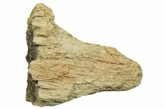 Dinosaur (Triceratops) Bone Section - Montana #366595