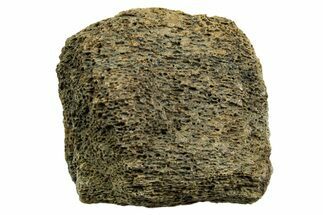 Dinosaur (Triceratops) Bone Section - Montana #366603
