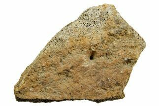 Dinosaur (Triceratops) Bone Section - Montana #366610