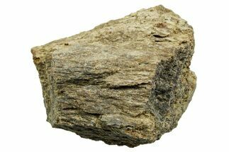 Dinosaur (Triceratops) Bone Section - Montana #366612
