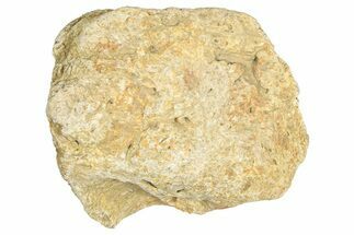 Dinosaur (Triceratops) Frill Shield Section - Montana #366619