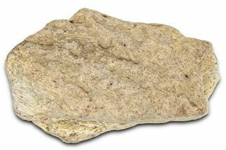 Dinosaur (Triceratops) Frill Shield Section - Montana #366621