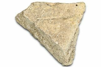 Dinosaur (Triceratops) Frill Shield Section - Montana #366624