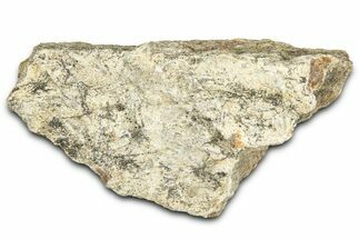 Dinosaur (Triceratops) Frill Shield Section - Montana #366637