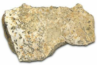 Dinosaur (Triceratops) Frill Shield Section - Montana #366640