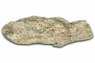Dinosaur (Triceratops) Frill Shield Section - Montana #366642