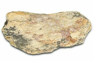Dinosaur (Triceratops) Frill Shield Section - Montana #366643